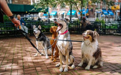 Walking a Five Headed Dog