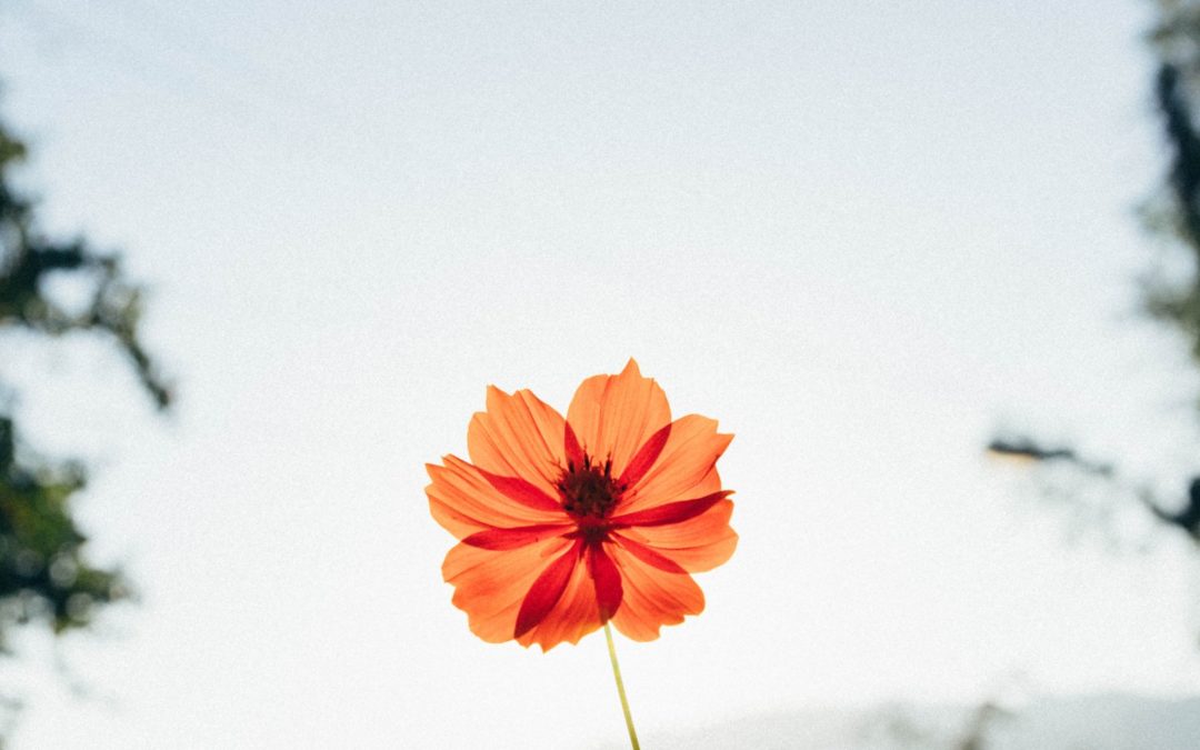 Applying fear to your career